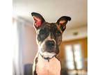 Adopt Welah a Brindle - with White American Pit Bull Terrier dog in Mead