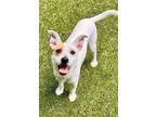 Adopt Maple a Jack Russell Terrier dog in Atlanta, GA (38794207)