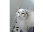 Adopt Frangelico a Cream or Ivory Siamese / Mixed cat in Palatine, IL (38791107)