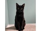 Adopt Bernadette a All Black Domestic Shorthair / Mixed cat in Watertown