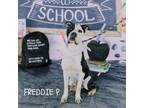 Adopt Freddie P a White - with Tan, Yellow or Fawn Mixed Breed (Medium) / Mixed