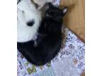 Adopt Pepper a Black & White or Tuxedo Domestic Shorthair (medium coat) cat in