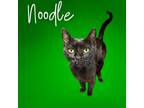 Adopt Noodle a All Black Domestic Shorthair / Mixed cat in Concord