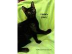 Adopt Terry a Domestic Shorthair / Mixed (short coat) cat in Spring