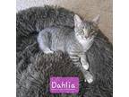 Adopt Dahlia 6249 a Domestic Shorthair / Mixed (short coat) cat in Dallas