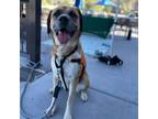 Adopt Anya a Tan/Yellow/Fawn Rottweiler / Mixed dog in Rifle, CO (39013534)