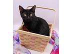 Adopt Sabrina IX a All Black Domestic Shorthair / Mixed cat in Muskegon