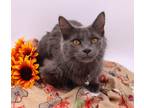 Adopt Carolina II a Gray or Blue Domestic Mediumhair / Mixed cat in Muskegon