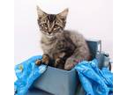 Adopt Pumpernickel II a All Black Domestic Shorthair / Mixed cat in Muskegon