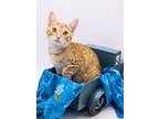 Adopt Belos a Orange or Red Tabby Domestic Shorthair / Mixed cat in Muskegon