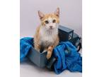Adopt Rickety Cricket a Orange or Red Tabby Domestic Shorthair / Mixed cat in