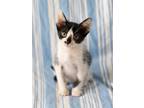 Adopt Rolex 8588 a Black & White or Tuxedo Domestic Shorthair / Mixed cat in