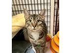 Adopt Dahlia a Domestic Shorthair / Mixed (short coat) cat in Ewing