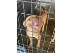 Adopt Dip a Tan/Yellow/Fawn American Pit Bull Terrier / Mixed dog in Baton