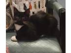 Adopt Flex a Domestic Longhair / Mixed (short coat) cat in Meriden