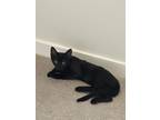 Adopt Nala a All Black Domestic Shorthair / Mixed (short coat) cat in Orlando
