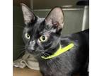 Adopt Macaroon a All Black Domestic Shorthair / Mixed cat in Riverwoods