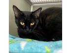 Adopt McQueen a All Black Domestic Shorthair / Mixed cat in Riverwoods