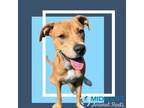 Adopt Olive a Labrador Retriever / Mixed dog in Raytown, MO (38920429)