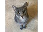 Adopt Eve a Gray or Blue Domestic Shorthair / Mixed cat in Hanna City