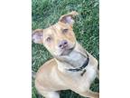 Adopt Ginger a Red/Golden/Orange/Chestnut Staffordshire Bull Terrier / Chow Chow