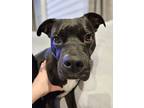 Adopt Adora a Black Mixed Breed (Large) / Mixed dog in Cincinnati, OH (38821189)