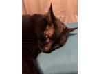 Adopt Tabby a All Black American Shorthair / Mixed (short coat) cat in Akron