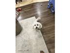 Adopt Teddy a White - with Gray or Silver Maltipoo / Mixed dog in Spring