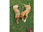 Adopt Maple and Amber a Tan/Yellow/Fawn - with White Labrador Retriever / Mutt /
