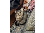 Adopt Violet a Brown Tabby Tabby / Mixed (short coat) cat in Gilbert