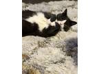 Adopt Meiko a Black & White or Tuxedo American Shorthair / Mixed (short coat)