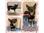 Adopt AVERY a Black German Shepherd Dog / Mixed dog in Pearland, TX (36631535)