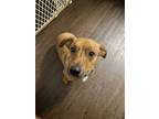 Adopt Biscuit a Brown/Chocolate Dachshund / Chiweenie / Mixed dog in San