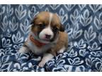 Mutt Puppy for sale in Springfield, MO, USA