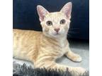 Adopt Menchie a Orange or Red Domestic Shorthair / Mixed (short coat) cat in