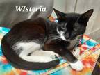 Adopt Wisteria a Domestic Shorthair / Mixed (short coat) cat in Rome