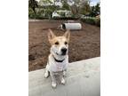 Adopt Selma a Red/Golden/Orange/Chestnut - with White Akita / Husky / Mixed dog