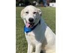 Adopt Cade 2 a Great Pyrenees dog in Maryville, TN (39061733)