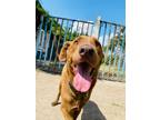 Adopt Pedro a Brown/Chocolate Labrador Retriever / Mixed Breed (Medium) dog in