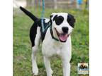 Adopt Checkers a White - with Black Mixed Breed (Medium) dog in Evansville