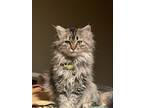 Adopt Lucky a Tan or Fawn Tabby Domestic Mediumhair / Mixed (medium coat) cat in