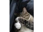 Adopt Rory a Gray, Blue or Silver Tabby Tabby / Mixed (short coat) cat in