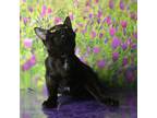 Adopt Ramon a All Black Domestic Shorthair / Mixed cat in Yuma, AZ (39011009)