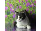 Adopt Mimi a White Domestic Shorthair / Mixed cat in Yuma, AZ (39011008)