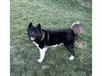 Adopt Ninja a Black - with White Akita / Mixed dog in Fort Wayne, IN (38799984)