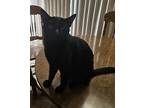 Adopt Midnight a Black (Mostly) Domestic Shorthair / Mixed (short coat) cat in