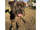Adopt brenda a Black Mixed Breed (Large) / Mixed dog in Philadelphia