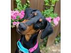 Adopt Darla a Black - with Tan, Yellow or Fawn Doberman Pinscher / Mixed dog in