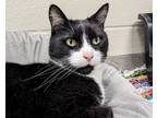 Adopt Ace a All Black Domestic Shorthair / Domestic Shorthair / Mixed cat in