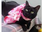 Adopt Dee Dee a All Black Domestic Shorthair / Domestic Shorthair / Mixed cat in